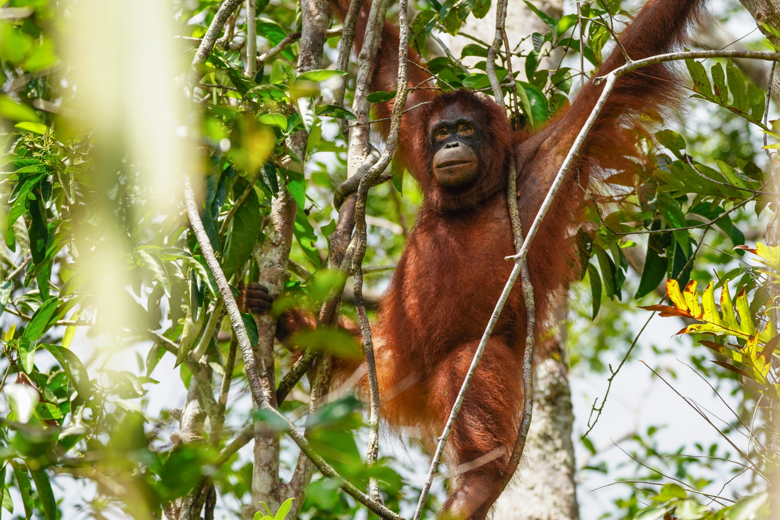 Orangutan