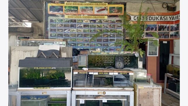 Dukung Yayasan Ikan Endemik Babel, PT Timah Kembali Kucurkan Bantuan