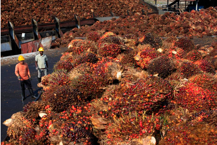 Kelapa Sawit