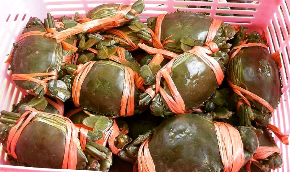 Kepiting Bakau