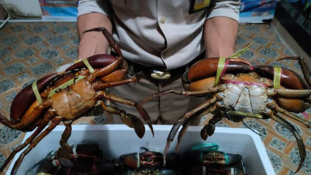 Komoditas Kepiting Bakau Maluku Tembus Pasar ASEAN