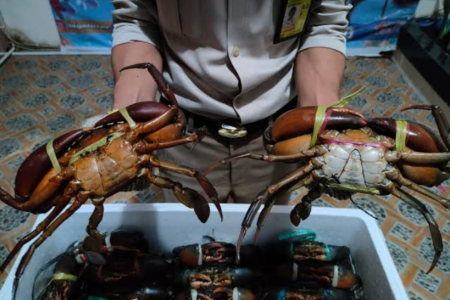 Kepiting bakau