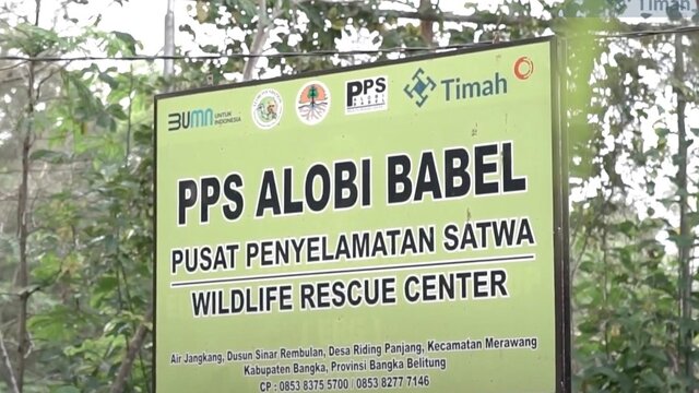 Melindungi Keanekaragaman Hayati, Merehabilitasi Satwa di Lahan Bekas Tambang PT Timah Tbk