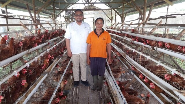Program PUMK PT Timah Tbk, Dorong Niko Kembangkan Usaha Ayam Petelur