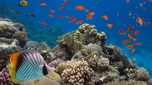 Keindahan Coral Garden di Pulau Putri, Kolaborasi PT Timah,Tbk dengan Nelayan Penyusuk