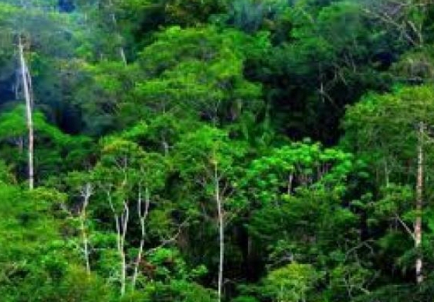Hutan Lindung