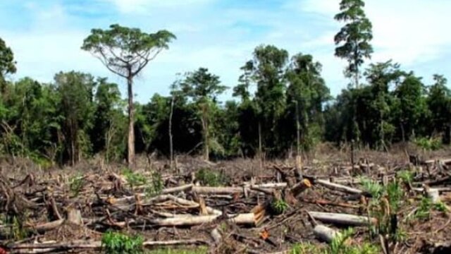 Kasus Perambahan Hutan: Gakkumdu KLHK Diminta Periksa Eks Bupati Bangka