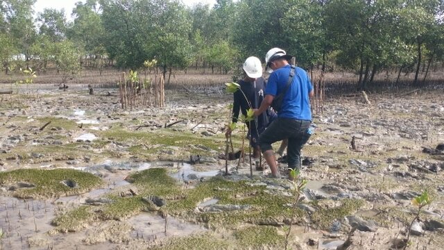 Cegah Abrasi, PT Timah Kembali Tanam 2500 Pohon Mangrove di Pantai Gemuruh Kundur Barat