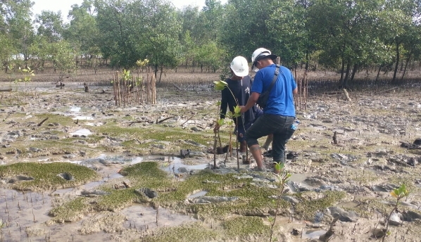 Cegah Abrasi, PT Timah Kembali Tanam 2500 Pohon Mangrove di Pantai Gemuruh Kundur Barat