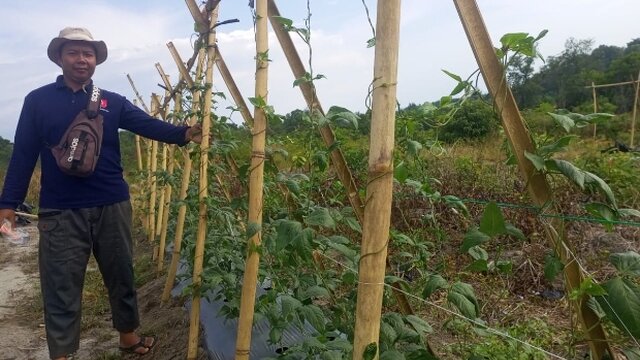 PT Timah Kembangkan Lahan Bekas Tambang Jadi Kawasan Agroforestri di Bangka Barat
