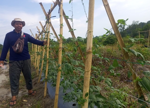 PT Timah Kembangkan Lahan Bekas Tambang Jadi Kawasan Agroforestri di Bangka Barat