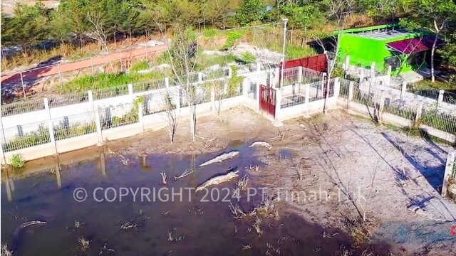 PPS Alobi Rehabilitasi Puluhan Buaya, Endy