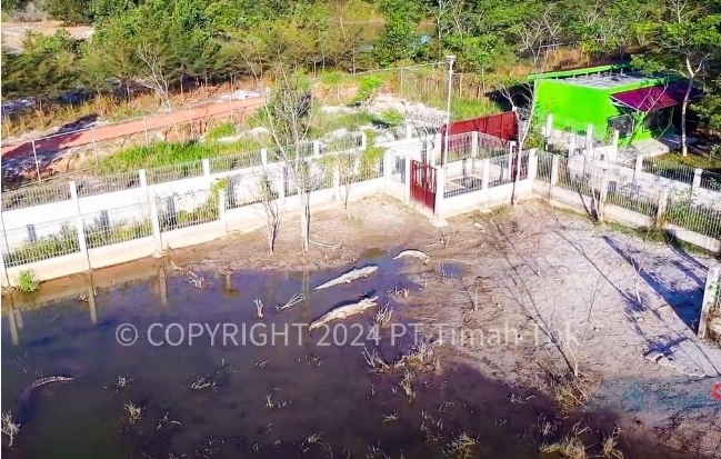 PPS Alobi Rehabilitasi Puluhan Buaya, Endy: Tambang Ilegal Jadi Biang Terganggunya Ekosistem Buaya
