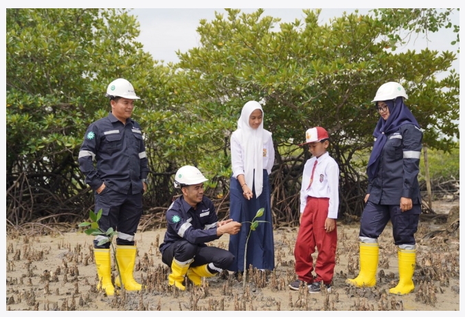 Hingga Juli 2024, PT Timah Telah Menanam 32.000 Pohon Mangrove