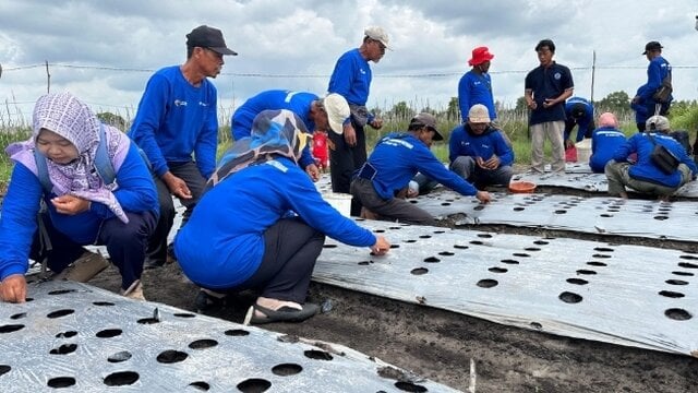 Tingkatkan Wawasan Petani, TINS Gelar Pelatihan Budidaya Bawang Merah di Beltim