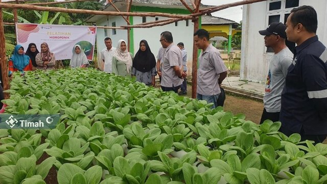 Dukung Ketahanan Pangan, PT Timah Gandeng Perempuan Pesisir Kembangkan Pertanian Hidroponik