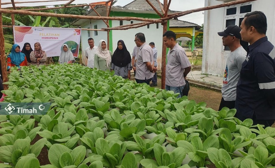 Dukung Ketahanan Pangan, PT Timah Gandeng Perempuan Pesisir Kembangkan Pertanian Hidroponik