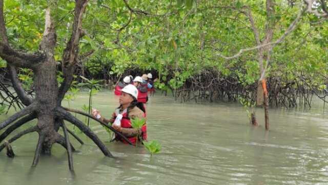 Upaya Pelestarian Ekosistem, PT Timah Rutin Lakukan Pemantauan Biota Laut