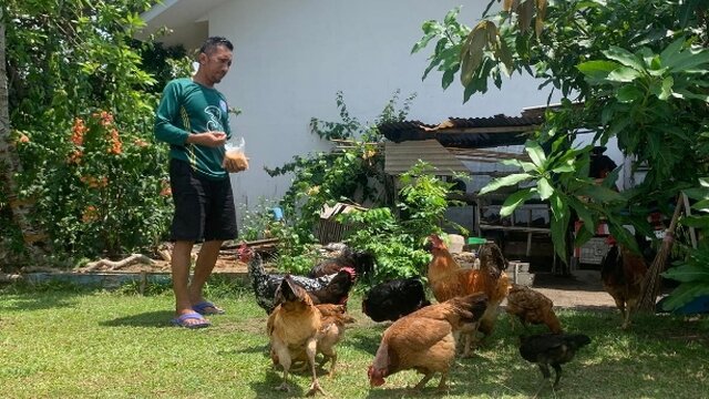 Penghuni Komplek Perumahan Unmet PT Timah Manfaatkan Pekarangan Untuk Bercocok Tanam dan Beternak