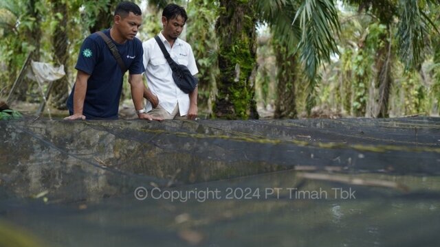 PT Timah Bangkitkan Semangat Budidaya Lele di Bangka Barat