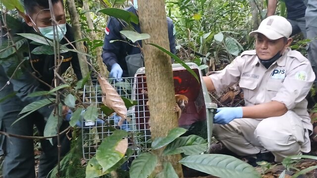 PT Timah Tbk Dukung Pelepasliaran Satwa Endemik di Hari Primata