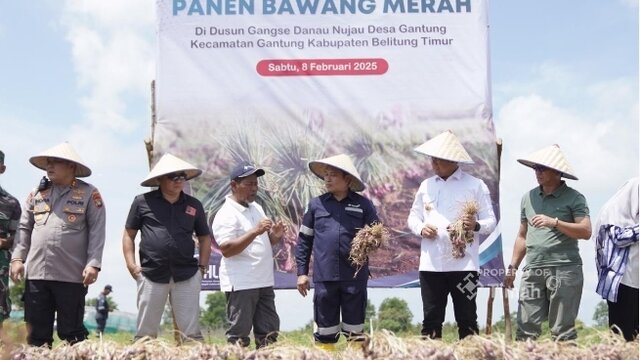 Panen Raya Bawang Merah di Beltim, Bentuk Dukungan PT Timah Dalam Pemberdayaan Masyarakat