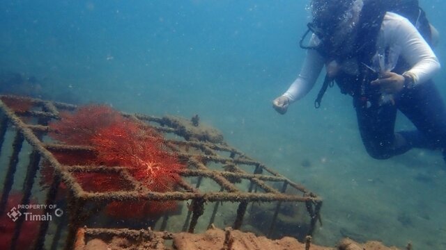 Jaga Keseimbangan Ekosistem Laut, Ribuan Artificial Reef Ditenggelamkan PT Timah Dalam 5 Tahun Terakhir