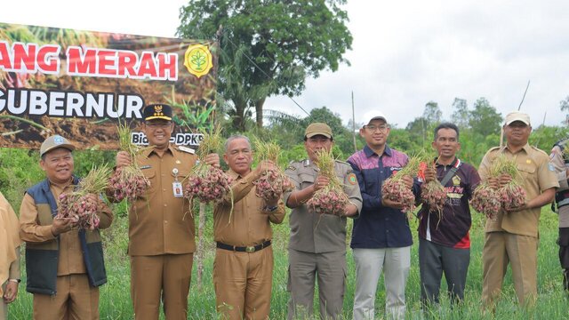 Panen Bawang Merah di Mesu Timur Bukti Hortikultura Berpotensi Besar di Bangka Belitung