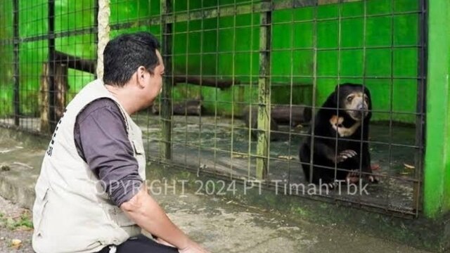 Tambang Timah Ilegal Merajalela di Bangka Belitung, Ekosistem Satwa Endemik Terancam