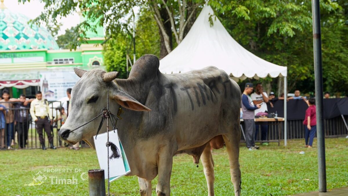 PT TIMAH Libatkan Peternak Lokal dalam Pengadaan Hewan Kurban