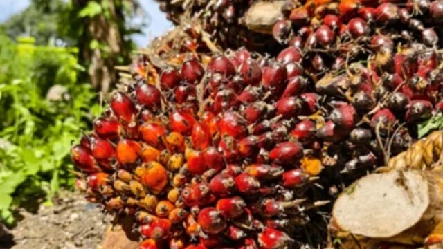 Harga TBS Kelapa Sawit di Bangka Belitung Terus Menguat, Kabupaten Belitung Tertinggi