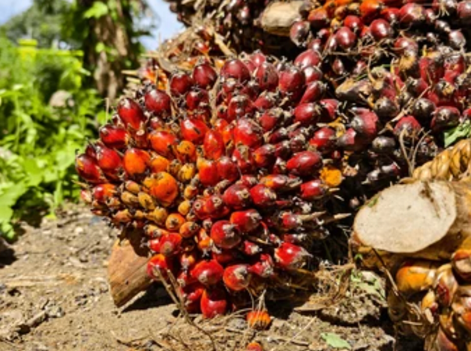Harga TBS Kelapa Sawit di Bangka Belitung Terus Menguat, Kabupaten Belitung