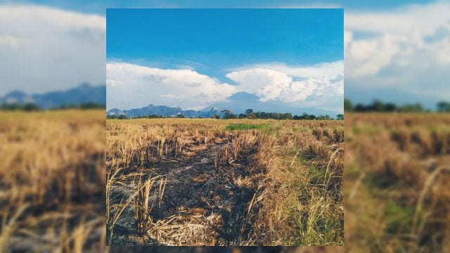 Memasuki Puncak Kemarau Juni 2026, BMKG Wanti-Wanti Daerah Ini Siaga Kekeringan