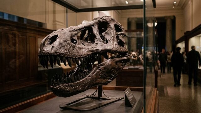 Jual Beli Fosil T-Rex: Ancaman Serius bagi Dunia Ilmu Pengetahuan