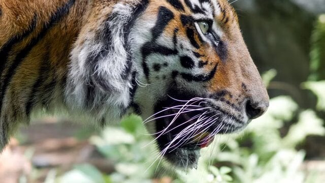 Harimau Sumatra terpantau ada di Pulau Burung Inderagiri Hilir
