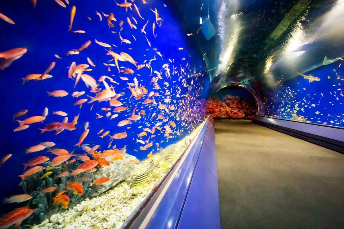 Osaka Aquarium Kaiyukan
