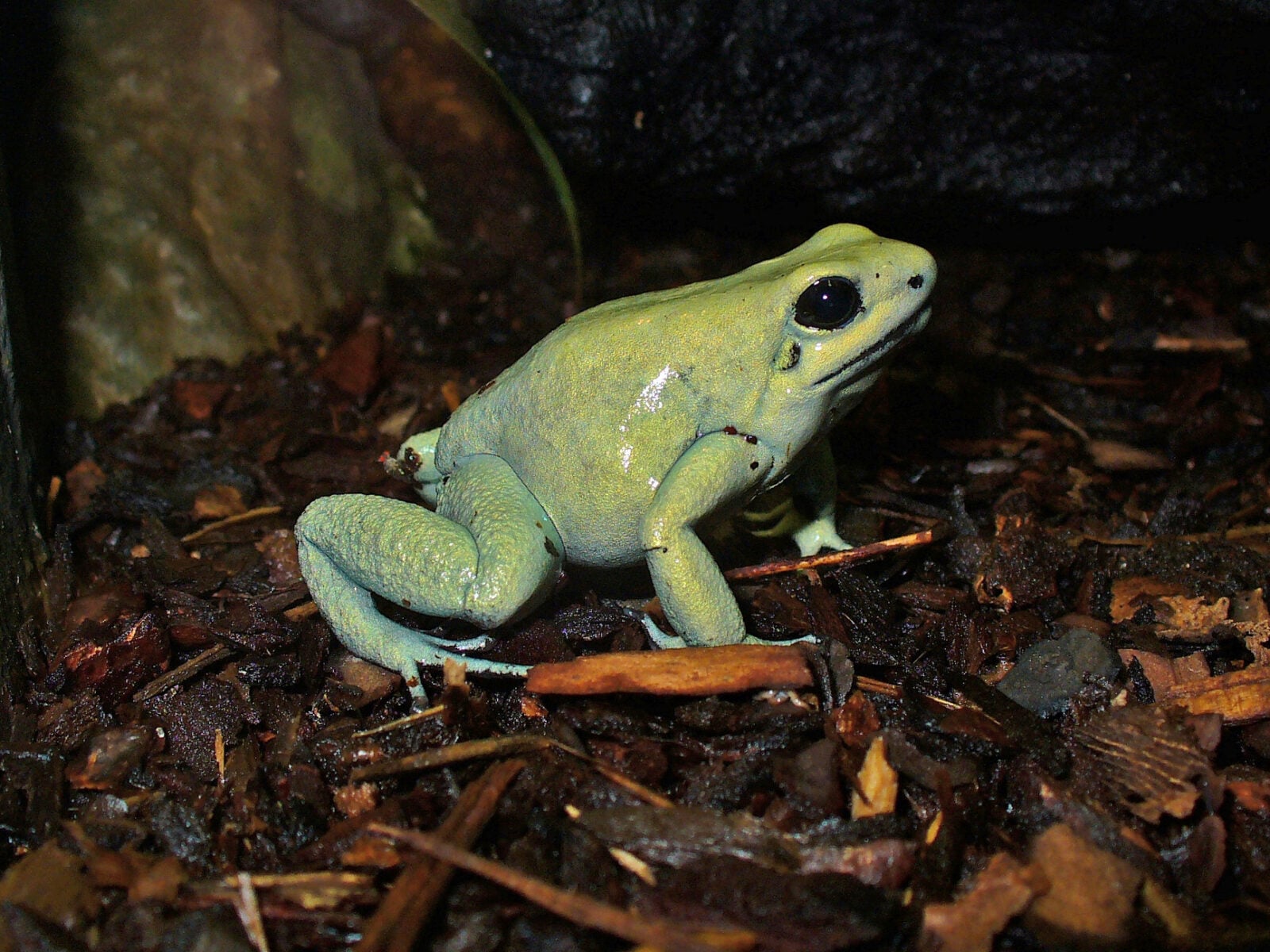 Phyllobates terribilis