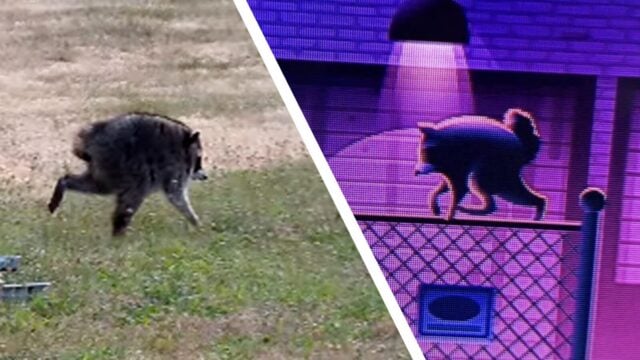 Kisah Raccoon Viral Jimothy Masuk ke Roku City
