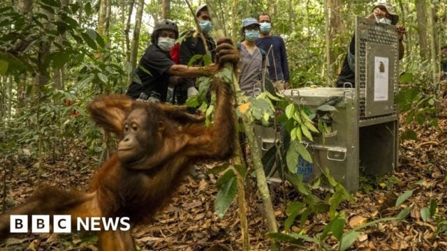 Eight Orangutans Rescued From Indonesian Fires Released in Borneo Reserve