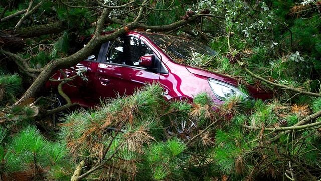 Fallen Trees Disrupt Greater Anglia Services After Strong Winds