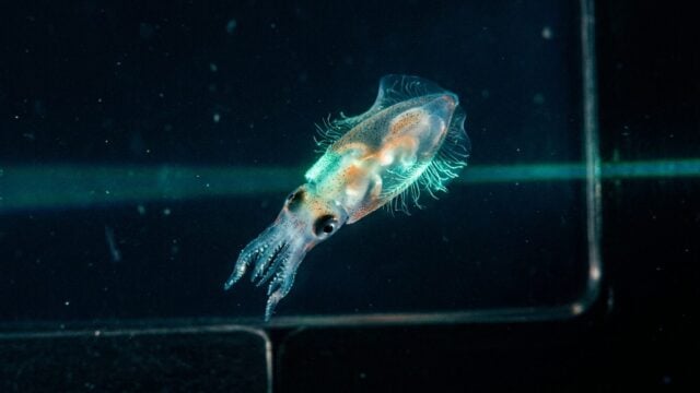 Sel squid terlihat melalui mikroskop light-sheet pada anaknya