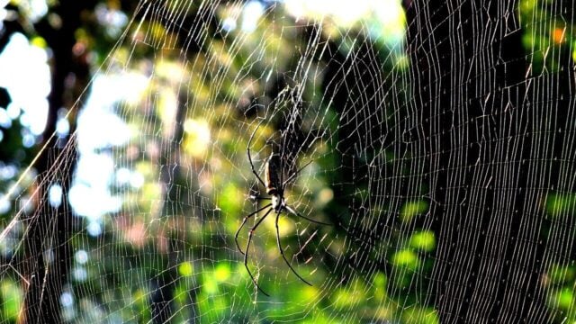How Spiders Spin Silk Dope Into a Tougher-Than-Kevlar Fiber
