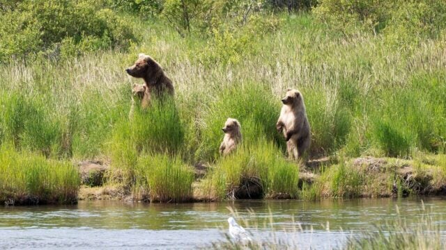 Watch Mother Bear Give a Filmmaker a Warning Bite